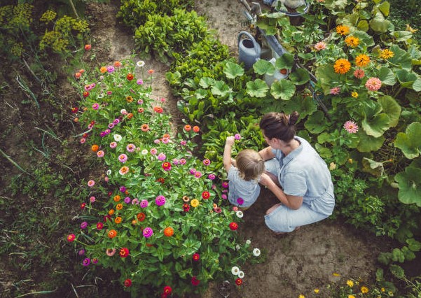 Moestuin voor beginners
